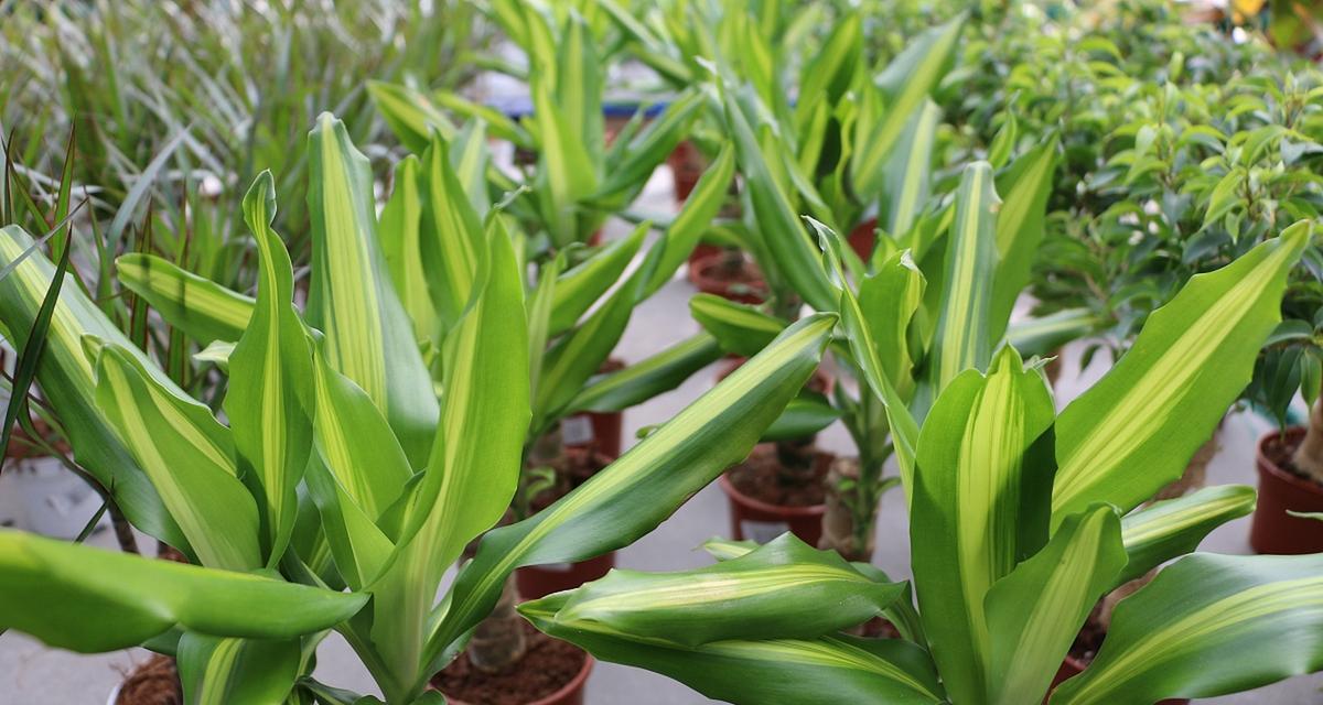小盆栽室内观叶植物有哪些推荐？