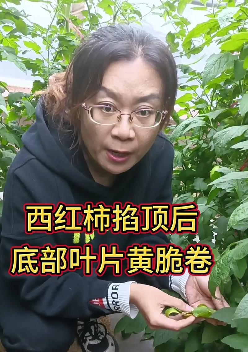 番茄果实膨大期黄叶现象的原因是什么？如何预防？