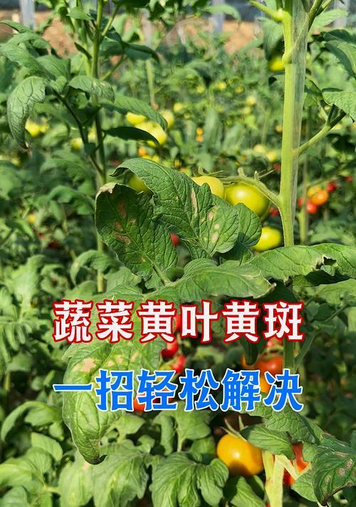番茄果实膨大期黄叶现象的原因是什么？如何预防？