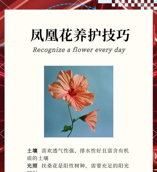 扶桑花花卉的养护方法有哪些？