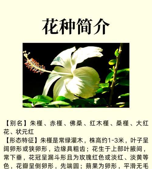 扶桑花花卉的养护方法有哪些？