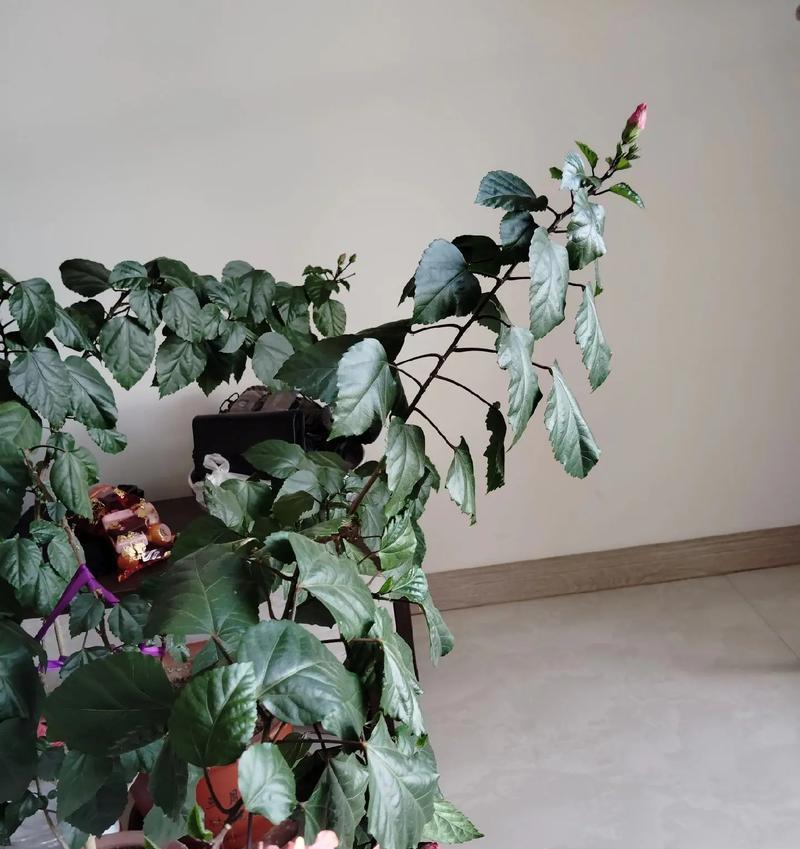 扶桑花花卉的养护方法有哪些？