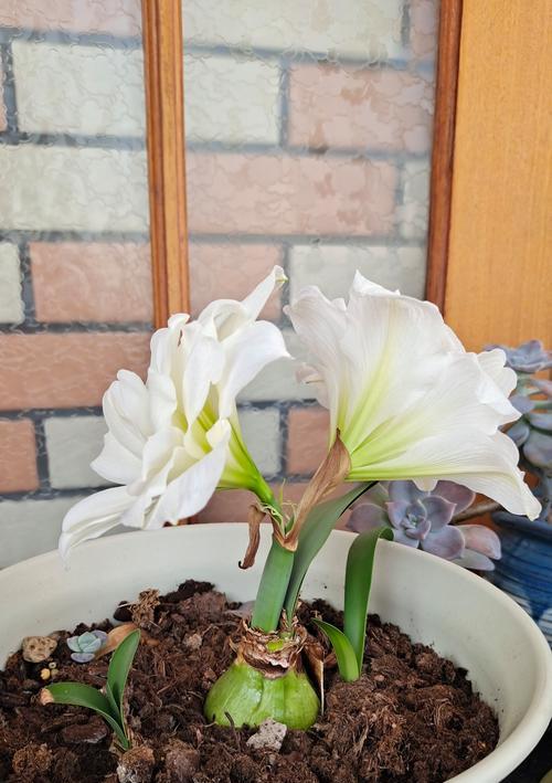 生命力顽强的花为何会养死？养护环境不对是关键吗？