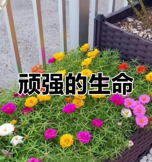 生命力顽强的花为何会养死？养护环境不对是关键吗？