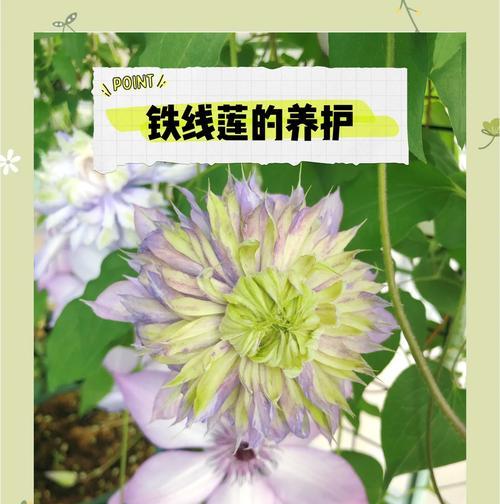 铁线莲的繁殖方法有哪些？