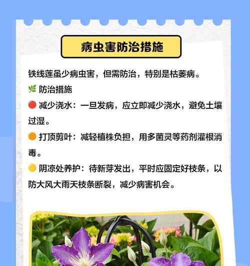 如何预防铁线莲的病虫害？