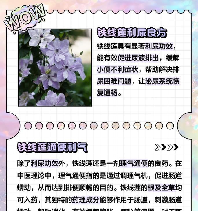 如何预防铁线莲的病虫害？