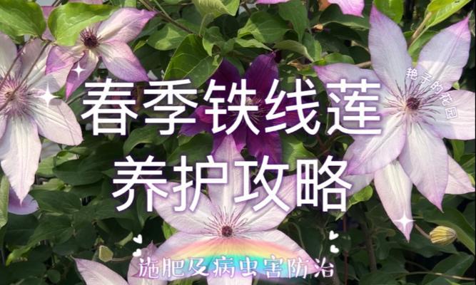 如何预防铁线莲的病虫害？