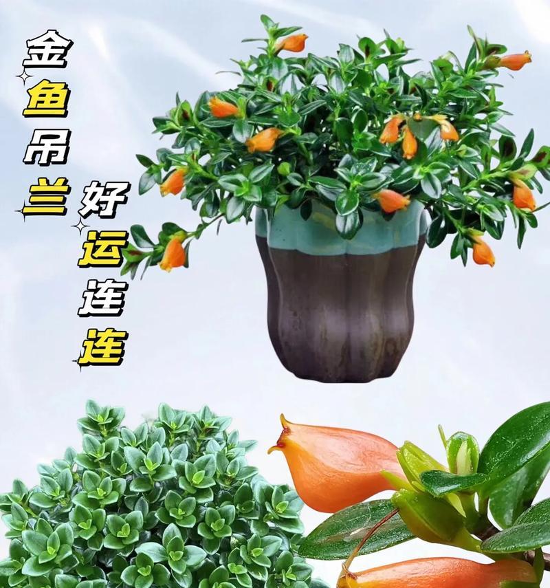 金鱼吊兰盆栽的特点是什么？