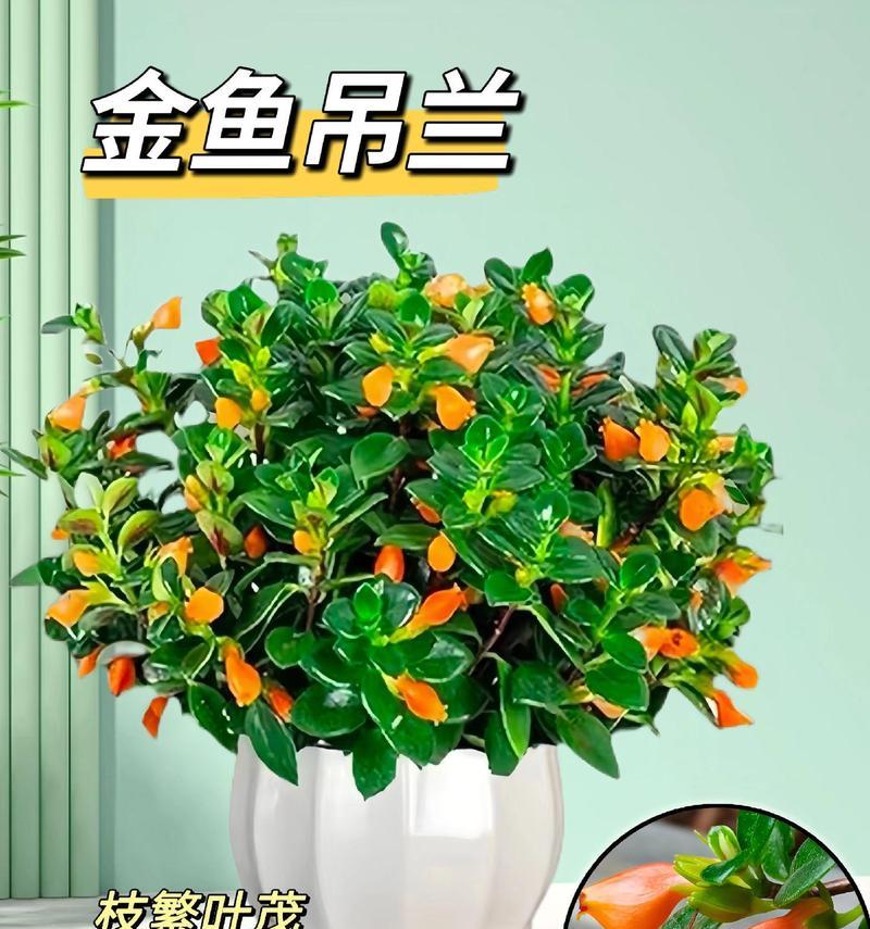 金鱼吊兰盆栽的特点是什么？