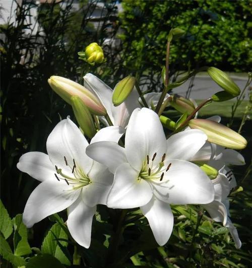 百合和百合花是同一种植物吗？