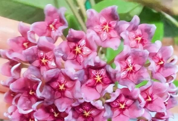 球兰花芽停滞不长的原因是什么？