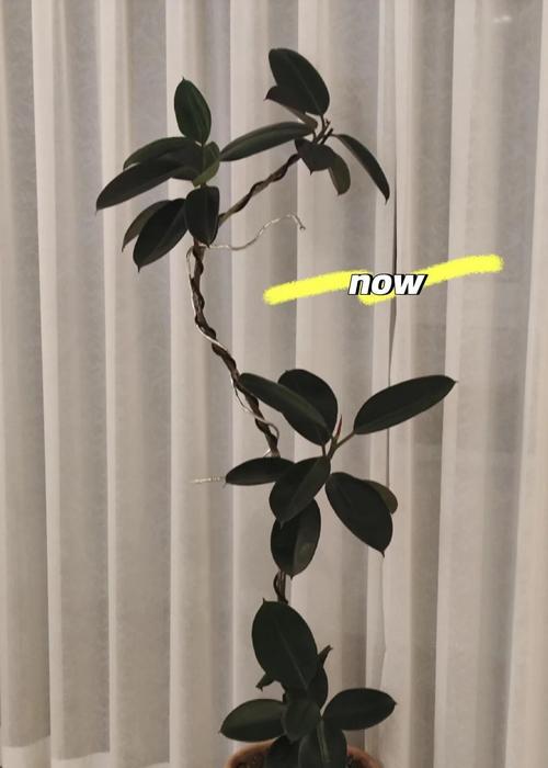 黑金刚橡皮树的养护指南是什么？