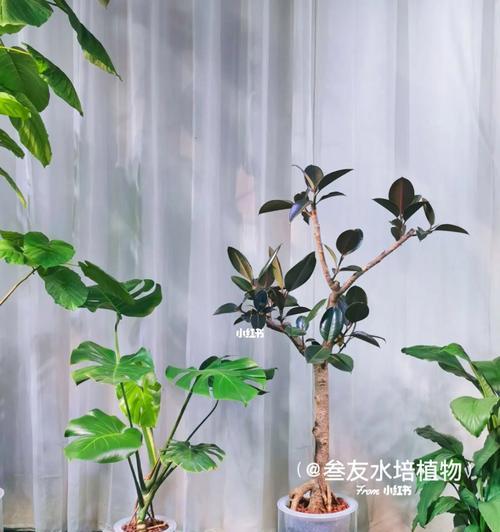 黑金刚橡皮树的养护指南是什么？