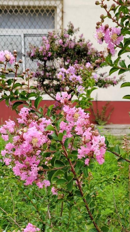 紫薇植物的特征是什么？