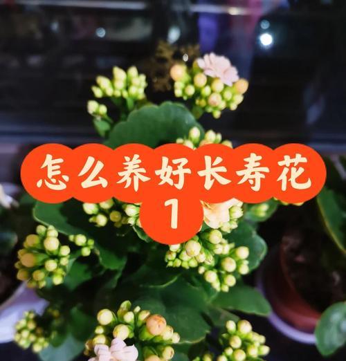 长寿花的养护指南有哪些？