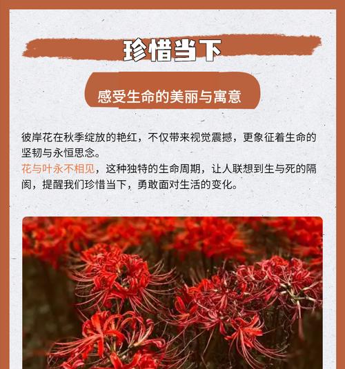 彼岸花的象征意义是什么？它在文化中扮演什么角色？