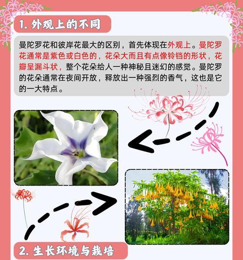 彼岸花的象征意义是什么？它在文化中扮演什么角色？