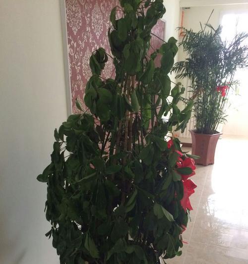 鸭掌木枝叶枯萎了怎么办？有效拯救方法有哪些？