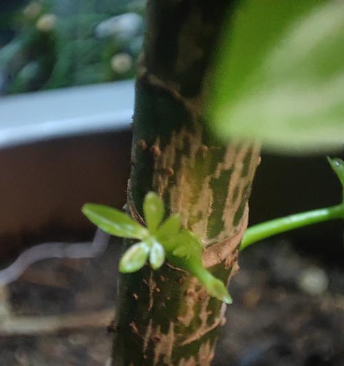 鸭掌木枝叶枯萎了怎么办？有效拯救方法有哪些？