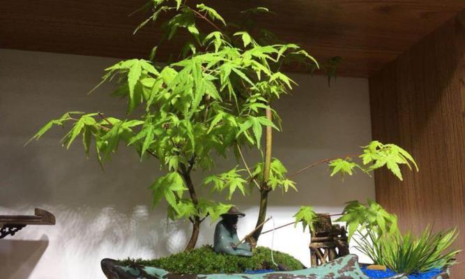 办公桌太单调？10款超好养小盆栽推荐给你！