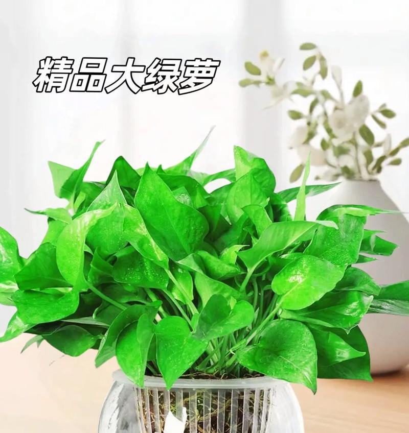 绿萝盆栽植物怎么养？绿萝的养殖技巧有哪些？