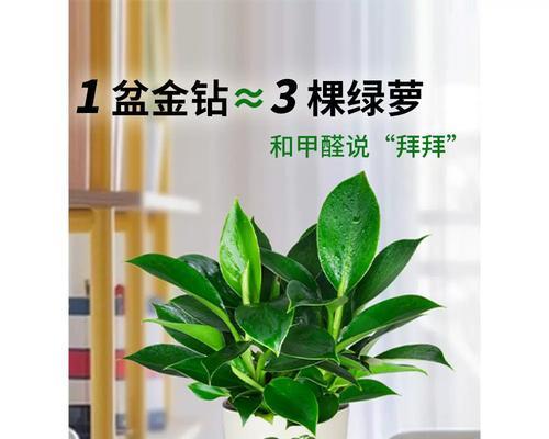 绿萝盆栽植物怎么养？绿萝的养殖技巧有哪些？