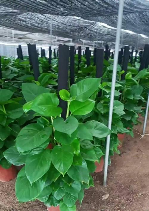 绿萝盆栽植物怎么养？绿萝的养殖技巧有哪些？