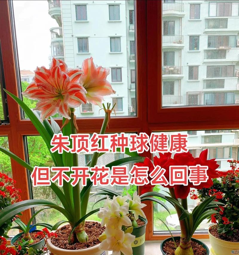 看青植物不开花是什么原因？开花反常的背后是什么？