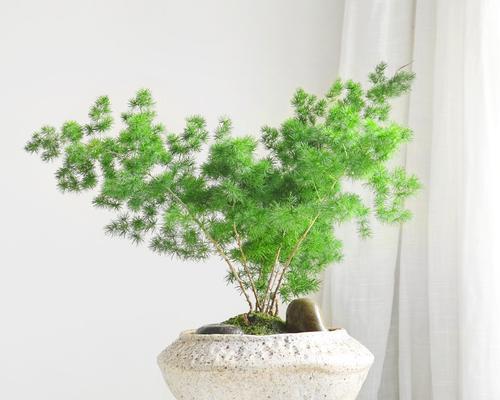 蓬莱松盆栽大苗四季常绿吗？如何养护？