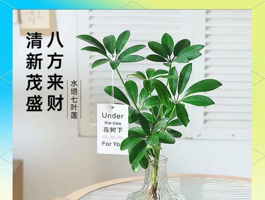 鸭脚木室内养护技巧有哪些？为什么说它是最好养的？