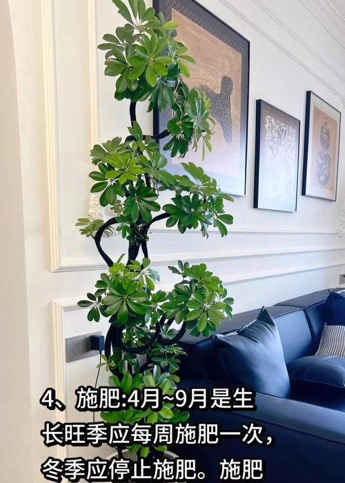 鸭脚木室内养护技巧有哪些？为什么说它是最好养的？