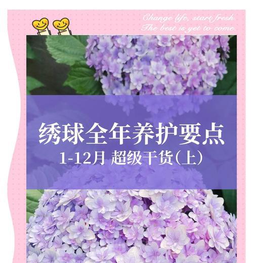 夏季如何修剪绣球花？提高开花量的养护指南！