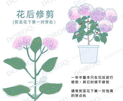 夏季如何修剪绣球花？提高开花量的养护指南！