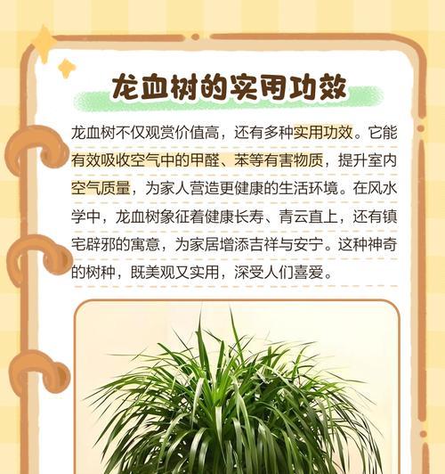 龙血树的养殖方法是什么？龙血树有哪些特点？