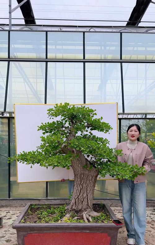 银杏盆栽苗怎么养？银杏盆栽苗的养护技巧有哪些？