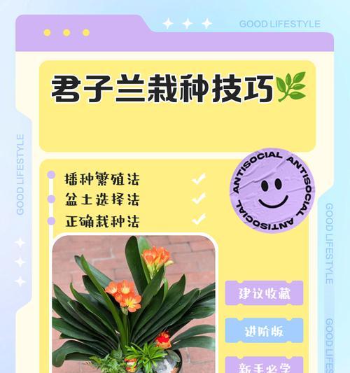 君子兰幼苗刚栽种后如何进行初期养护？
