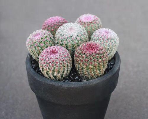 红太阳仙人球如何培养才能爆盆？