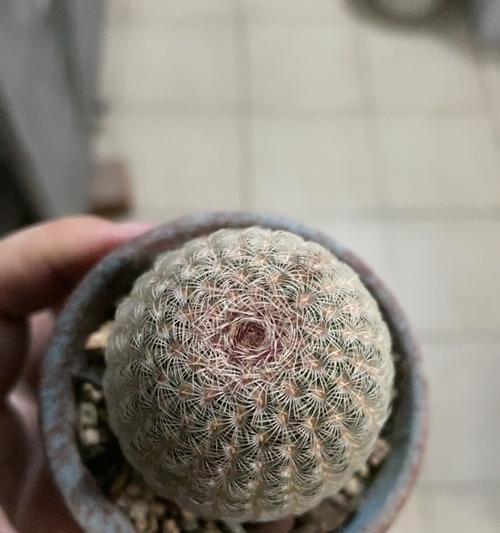 红太阳仙人球如何培养才能爆盆？