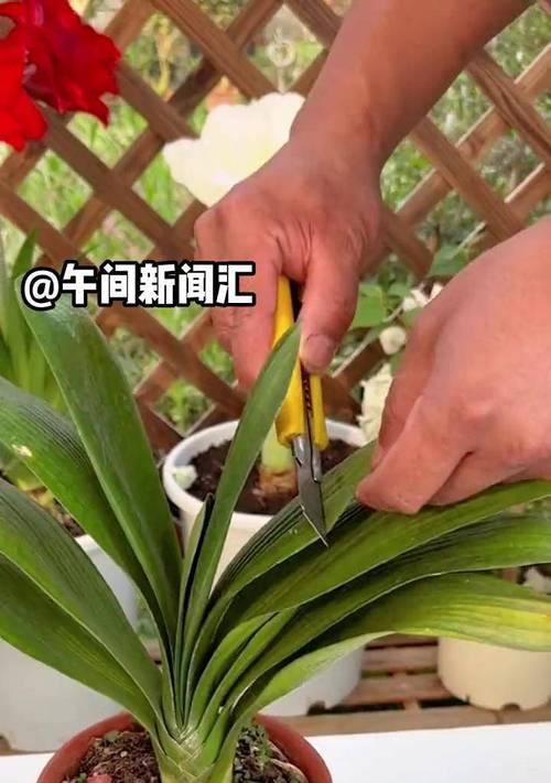 小花盆里种植君子兰的正确方法是什么？