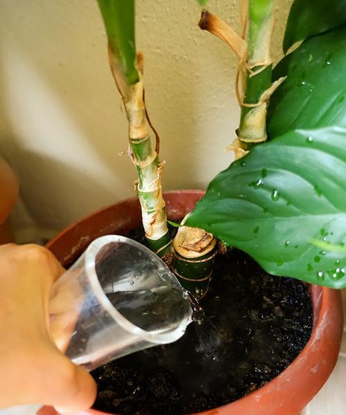 小花盆里种植君子兰的正确方法是什么？
