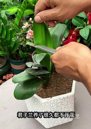 小花盆里种植君子兰的正确方法是什么？