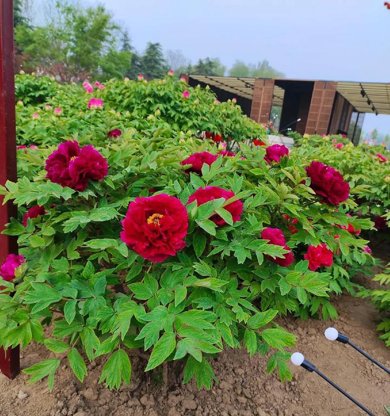 牡丹花与鲜花搭配种植好吗？如何养护？