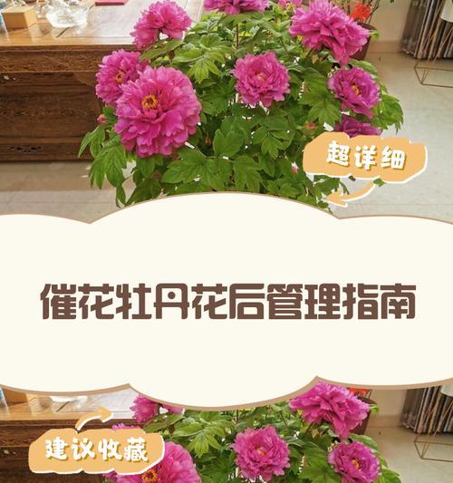 牡丹花与鲜花搭配种植好吗？如何养护？