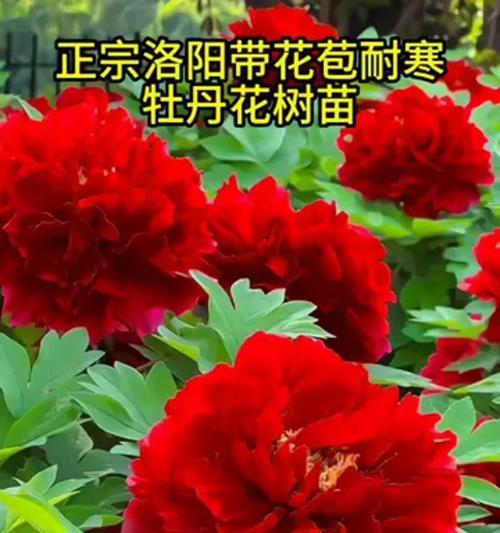 牡丹花与鲜花搭配种植好吗？如何养护？