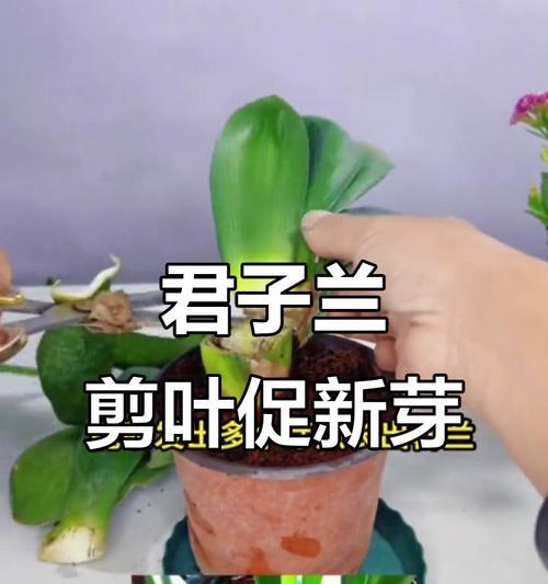 君子兰是否需要剪叶？如何判断？