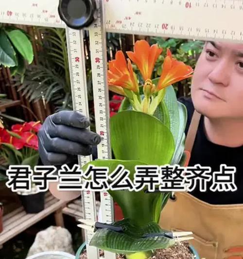 君子兰是否需要剪叶？如何判断？