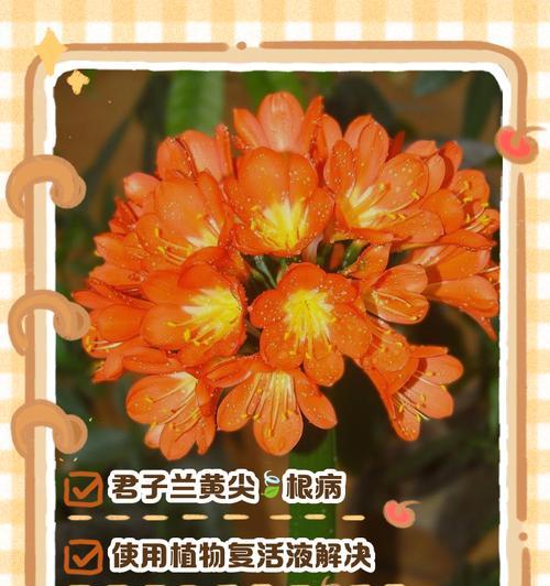 君子兰是否需要剪叶？如何判断？