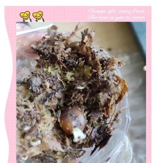 如何在家种植君子兰种子？