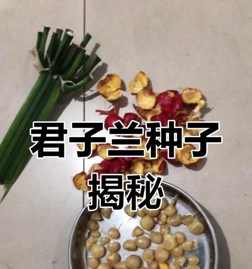 如何在家种植君子兰种子？